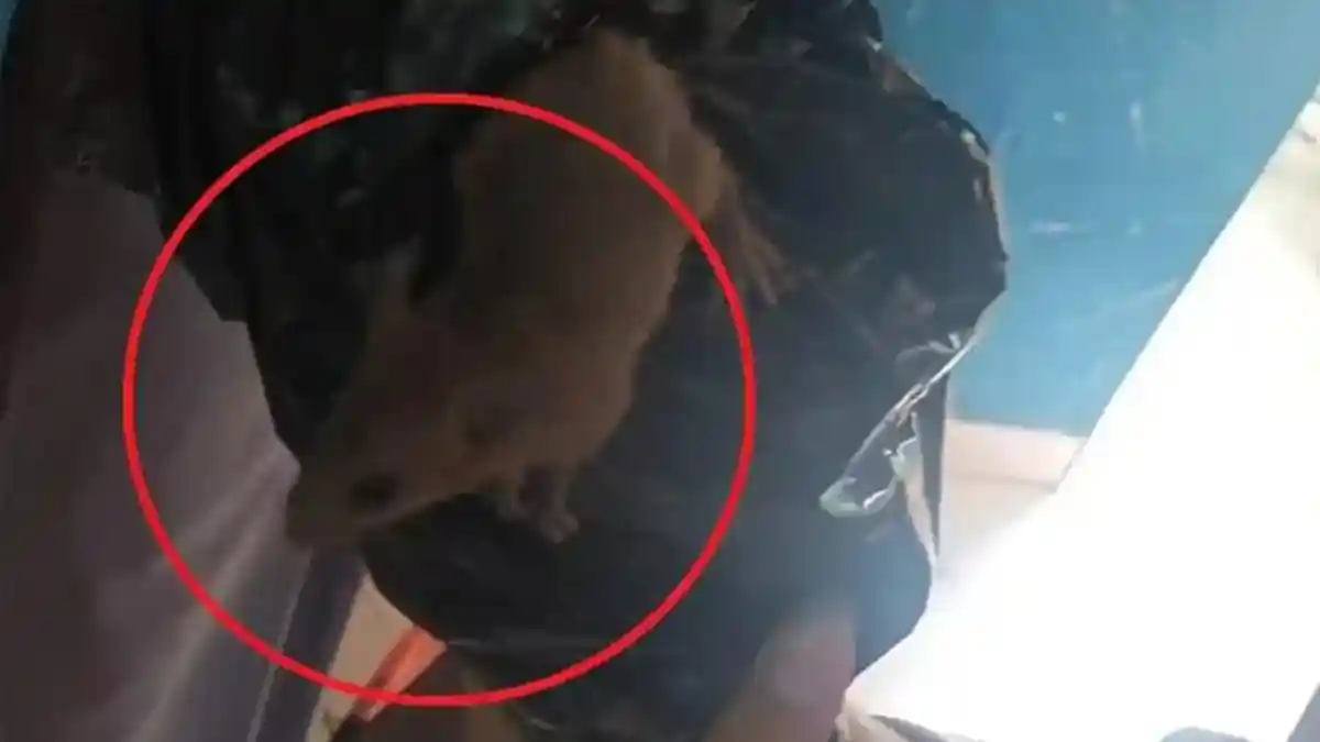 Hantavirus Mengintai, Diskes Pringsewu Ingatkan Warga Jaga Kebersihan