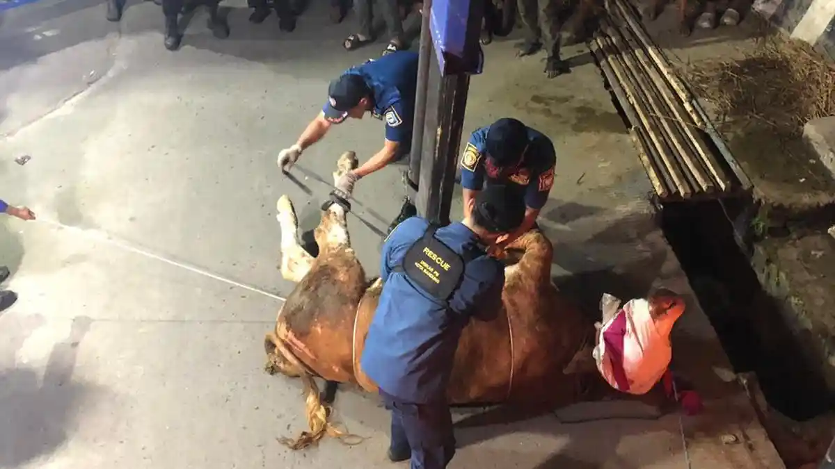 Sapi Kurban Ngamuk di Bandung, Damkar Tarik dengan Crane dan Tutup Matanya
