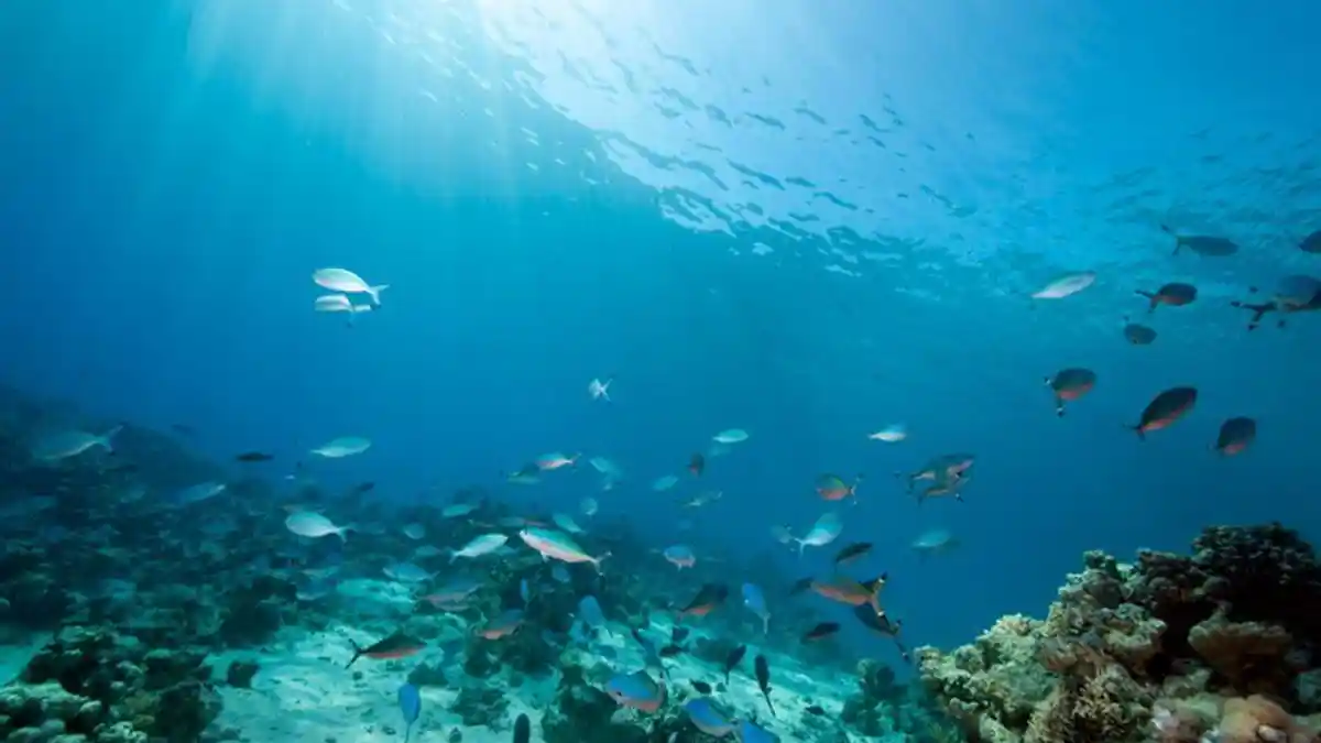 Hari Laut Sedunia Bisa Dirayakan secara Online, Bagaimana Caranya?