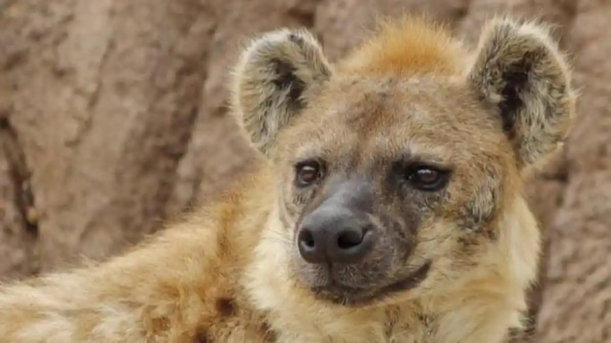 Dua Ekor Hyena di Kebun Binatang Denver Terinfeksi Covid-19, Temuan Pertama di Dunia