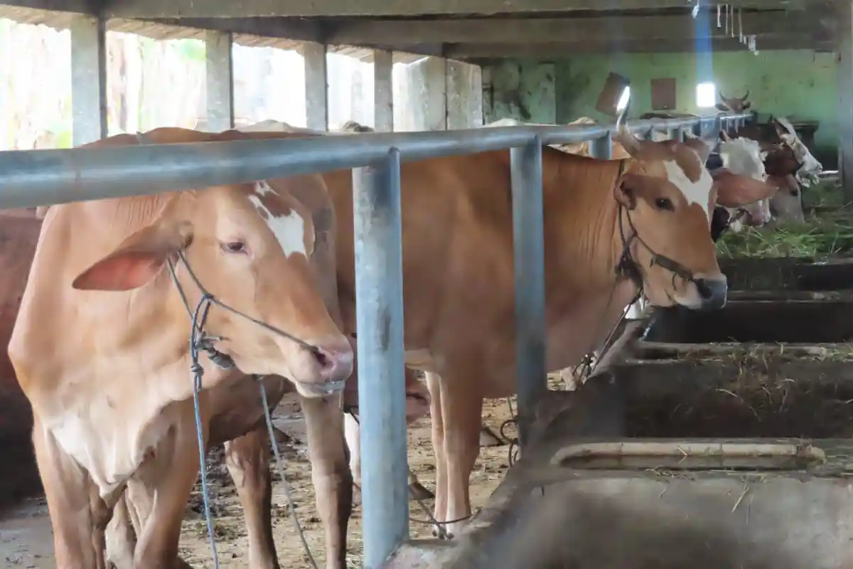 Syarat Sah Hewan Kurban Idul Adha 2023