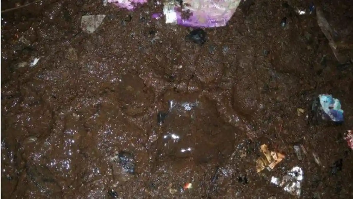 Begini Detik-Detik Warga Pagaralam Diterkam dan Berusaha Kabur dari Kejaran Harimau
