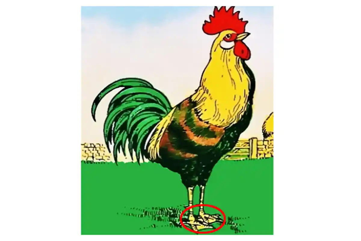 Tes IQ: Apakah Matamu Cukup Jeli Menemukan Hal Aneh Pada Ayam Tersebut? Waktumu Hanya 10 Detik