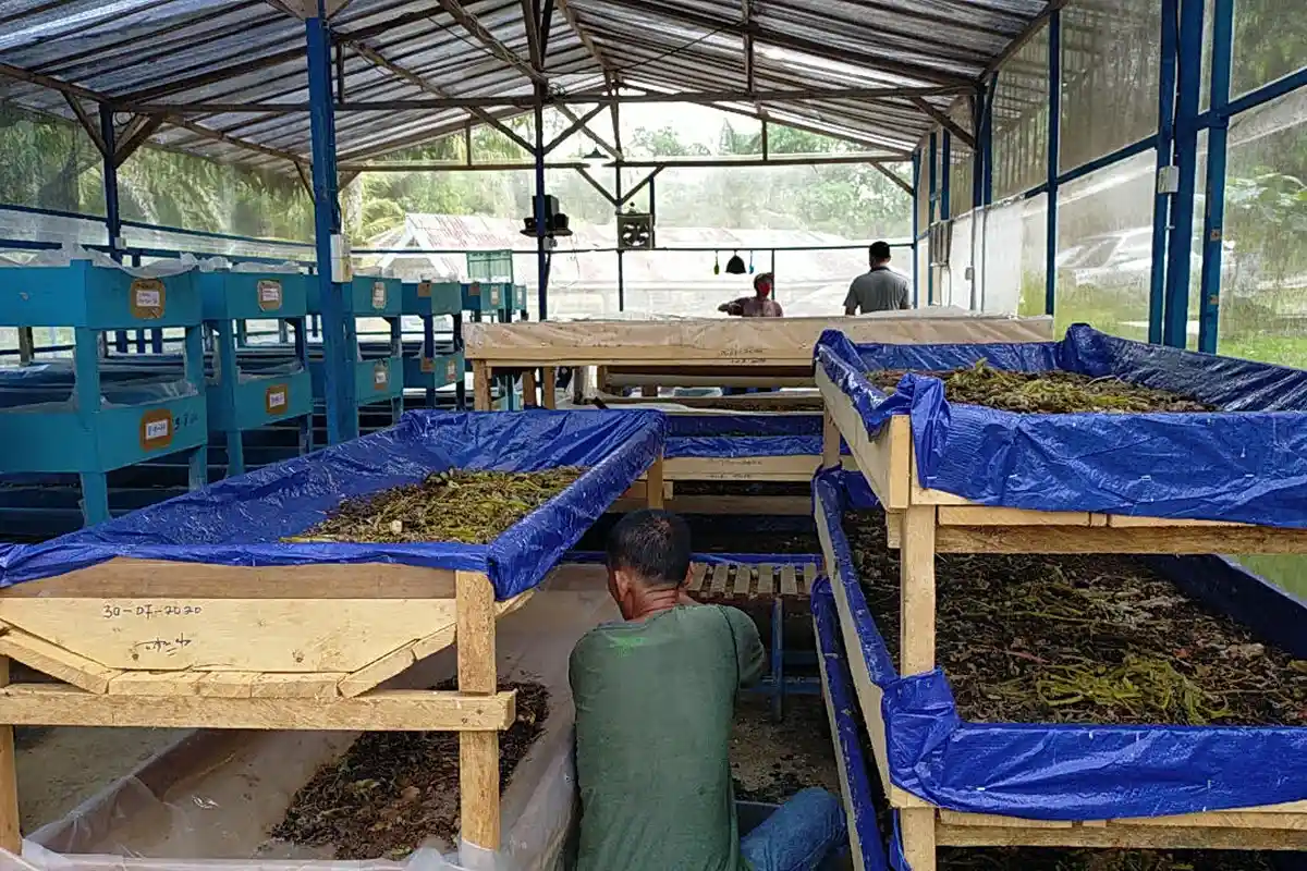 Gurihnya Usaha Ulat Maggot, Petani Bisa Untung Berlipat Ganda, Jutaan Rupiah per Hari