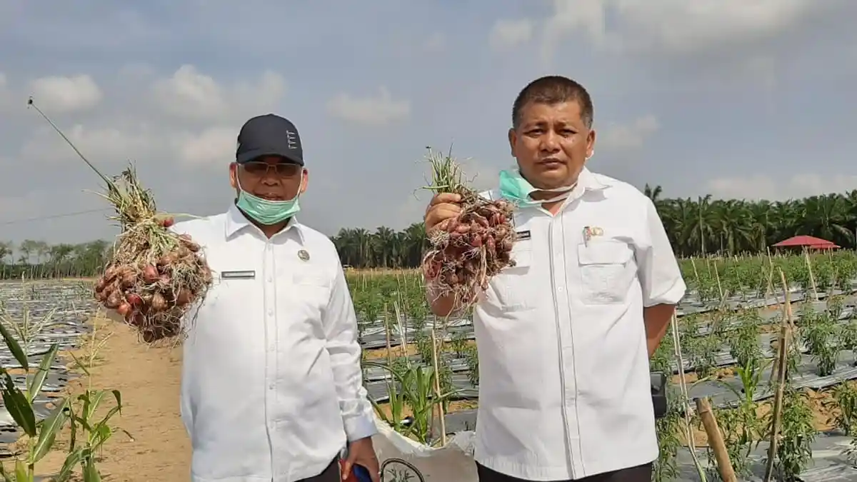Kadis Tanamam Pangan dan Hortikultura Sumut Pastikan Stok Bahan Pangan Cukup