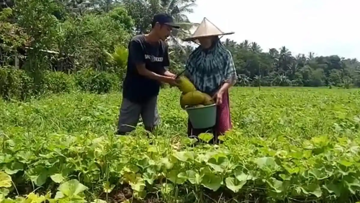Raup Cuan saat Ramadan, Petani Kampung Citundun Terima Pesanan Dua Ton Timun Suri dalam Sehari