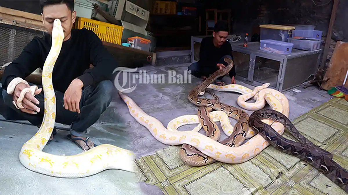 Tak Banyak yang Tau, Putra Bali: Manusia Jangan Dekati Ular pada Masa ini, Jangan Dianggap Enteng