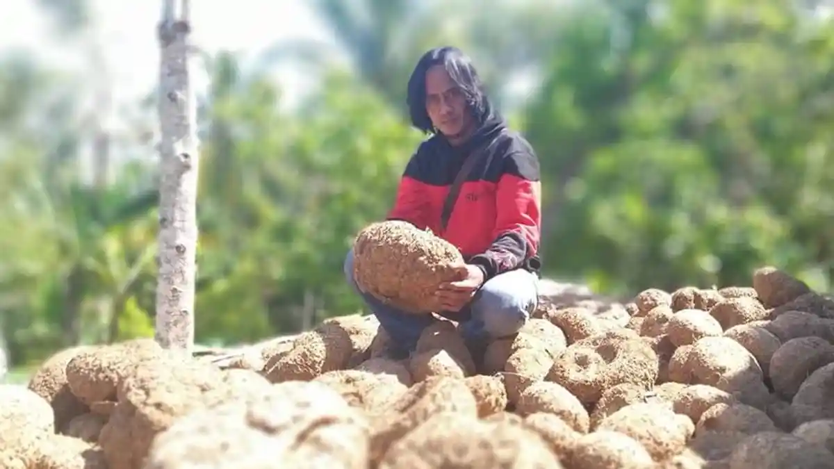 Tutorial Cara Menanam Porang, Umbi yang Membuat Paidi Pemulung Asal Madiun Kini Beromzet Miliaran