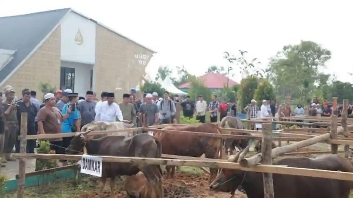 Ekonomi Desa Bergeliat, 550 Sapi Kurban Disiapkan Sambut Idul Adha di Tanjabbar Jambi