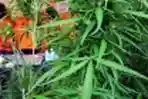 37-tanaman-ganja-disita-polres-malang-kota_20180424_175755.jpg