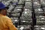Aktivitas Pelelangan Ikan Muara Angke