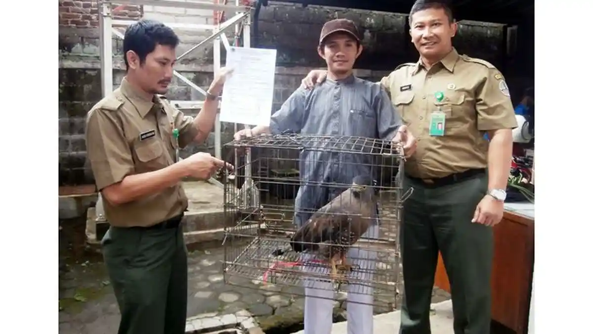 Warga Cileunyi Ini Beli Elang Langka di Arcamanik Untuk Diserahkan ke BBKSDA Jabar
