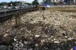 Sampah Banjir Kanal Barat