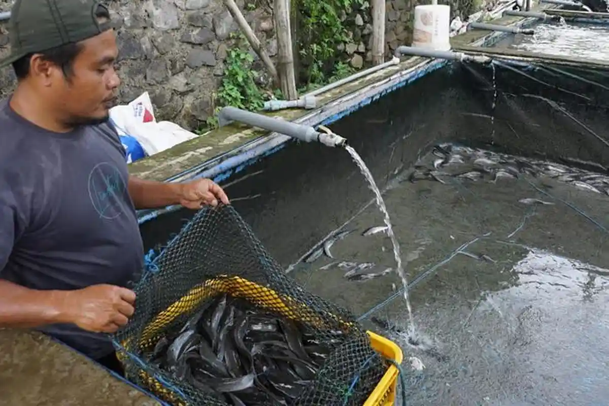 Permintaan Naik, Ponpes di Jombang Pasok Lele hingga 3 Ton per Hari untuk Program MBG