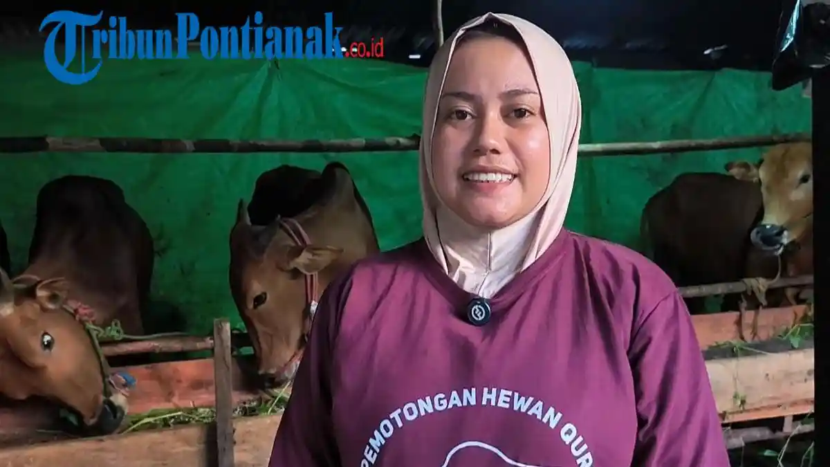 Dari 9 ke 17 Ekor, Usaha Sapi Kurban Irma Tumbuh Pesat Jelang Idul Adha