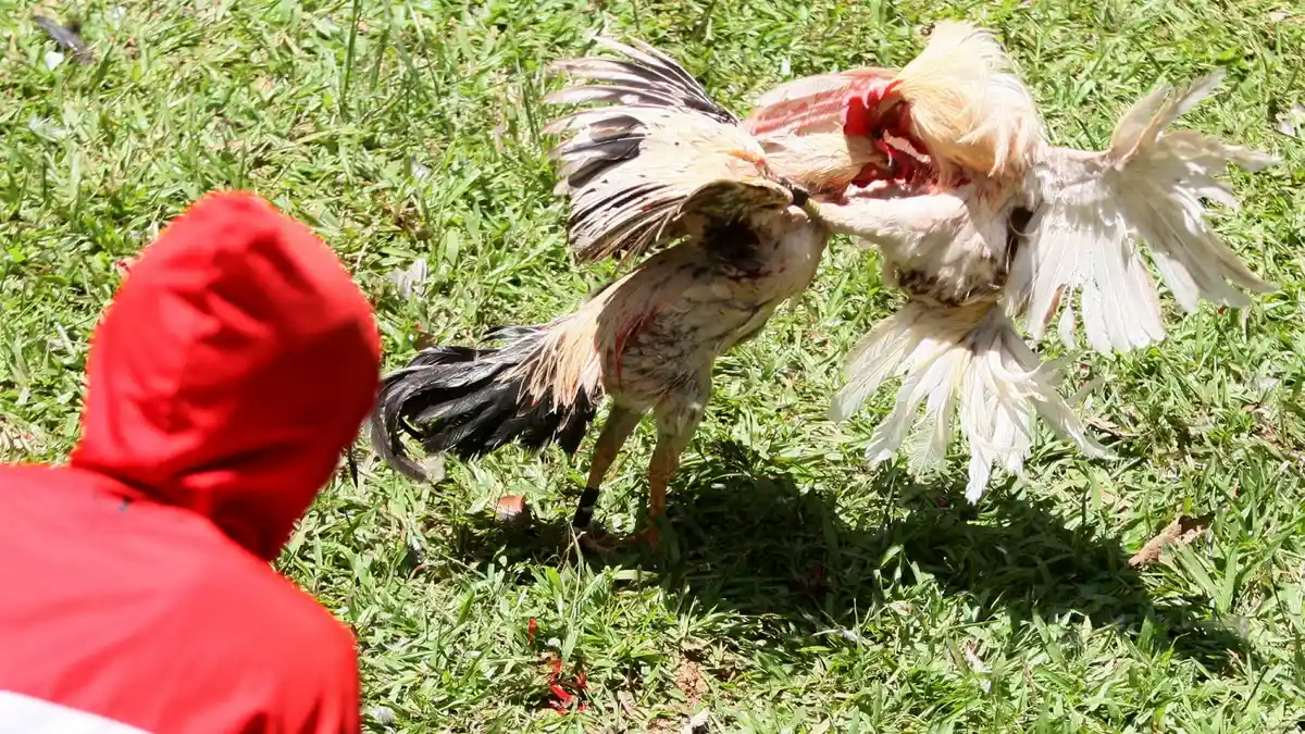 Polisi Gerebek Tempat Judi Sabung Ayam di Tambora