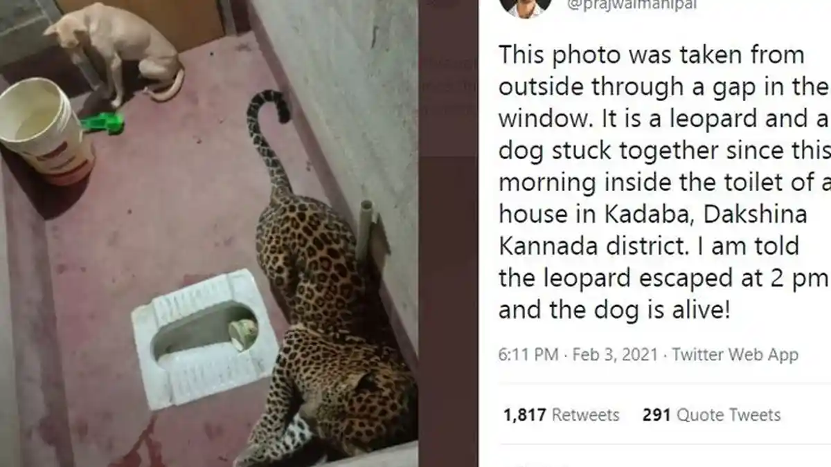 VIDEO Seekor Anjing & Macan Tutul Terkurung di Toilet: Mendebarkan & Berakhir Begini
