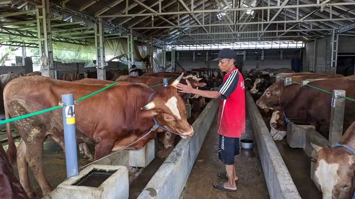 Rumah Penggemukan Sapi Masjid Agung Semarang Sediakan Sapi Kurban Sesuai Skema Iuran