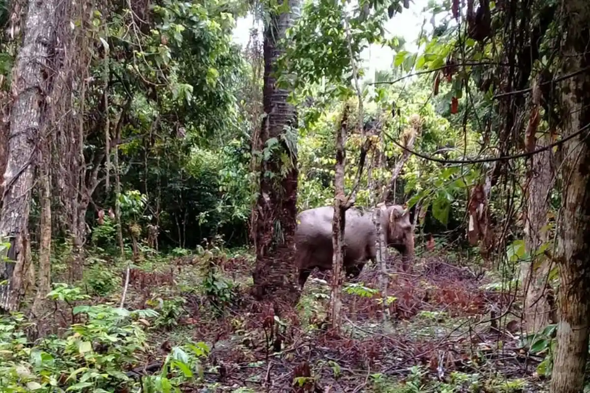 Kawanan Gajah Masih Ubrak-abrik Lahan Kebun Warga Bandar Baru Pidie Jaya