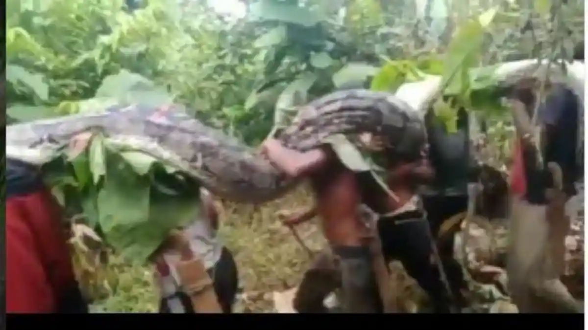 Aksi Heroik Ibu Berduel Dengan Ular Piton yang Telah Melilit Anaknya