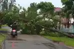 13032019_pohon-tumbang.jpg