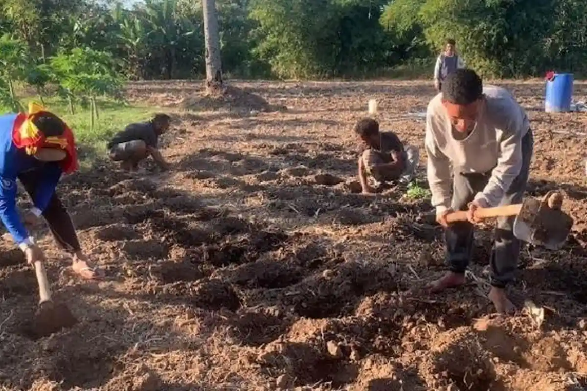 Berdayakan Warga Binaan, Lapas Atambua Tanam Bibit Kol di Lahan Setengah Hektar