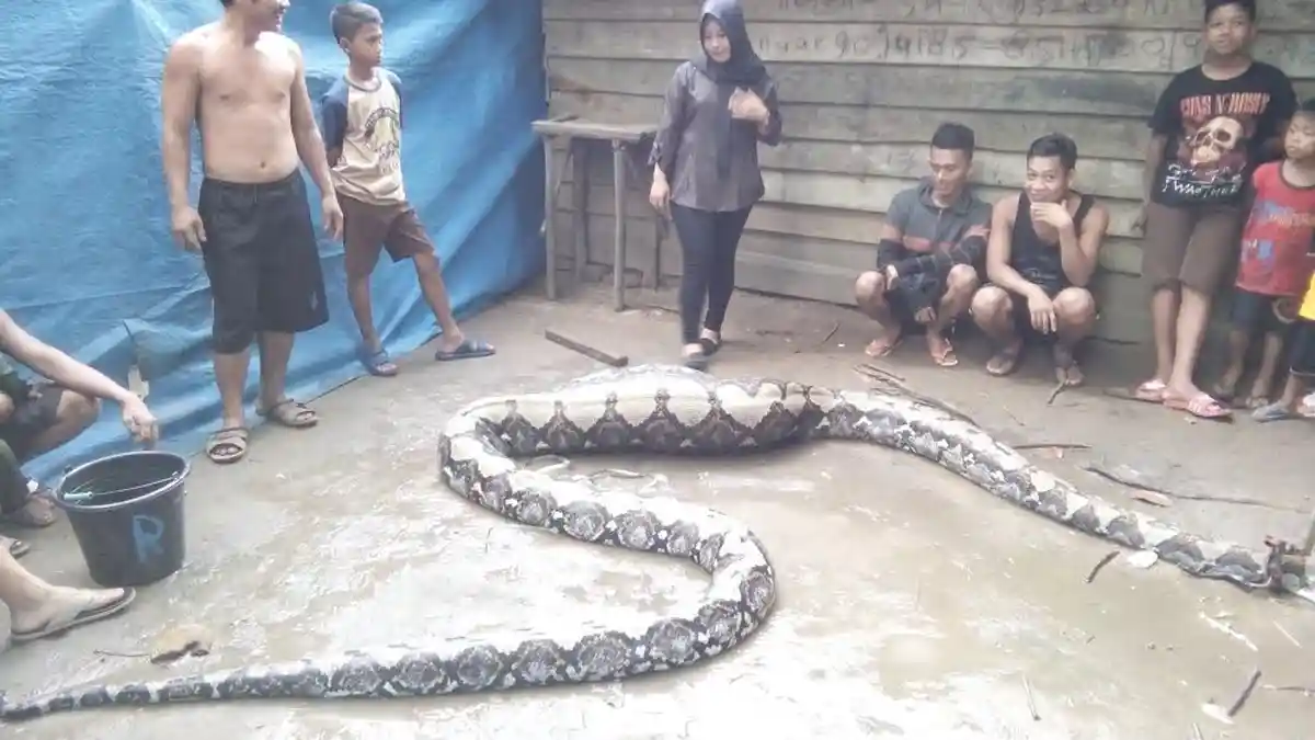 Warga PALI Heboh Lihat Ular Piton Perut Besar