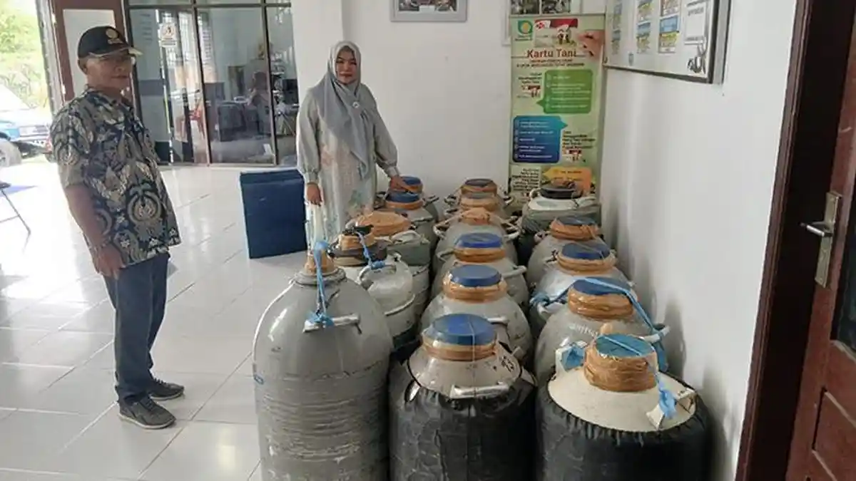 Distanak Keswan Bireuen Sediakan 1.500 Bibit Unggul Gratis, Pengembangan Peternakan Lembu