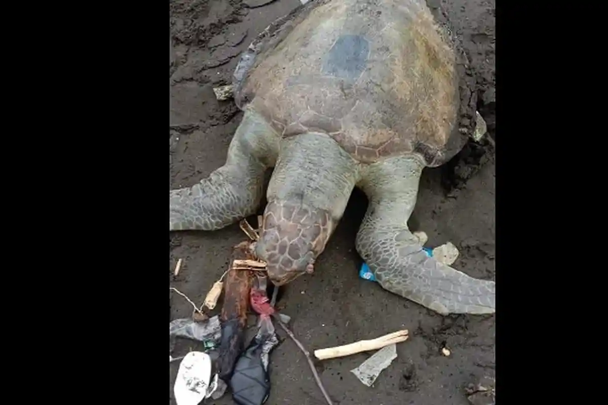 Lagi, Ditemukan Bangkai Penyu di Pantai di Cilacap. Ini Ajakan Kelompok Konservasi Penyu Nagaraja