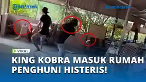KING-KOBRA-MASUK-RUMAH-PENGHUNI-HISTERIS.jpg