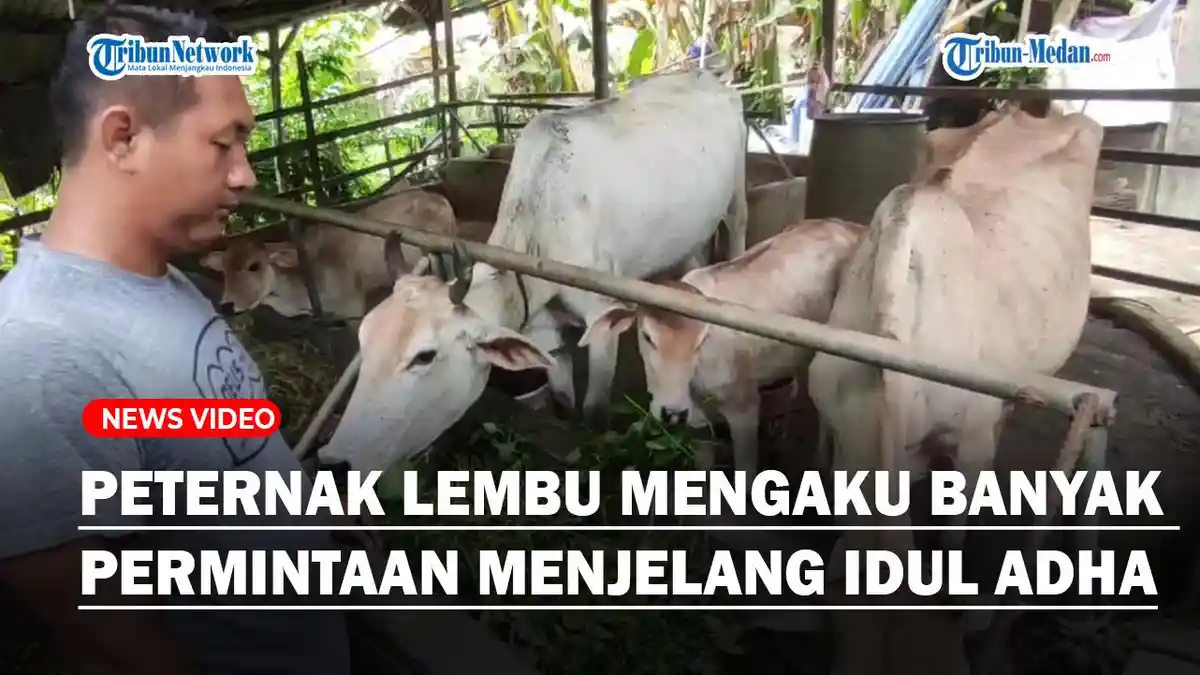 Berita Populer, Pemesanan Lembu Meningkat jelang Idul Adha, Fakta Baru Kasus Vina Cirebon
