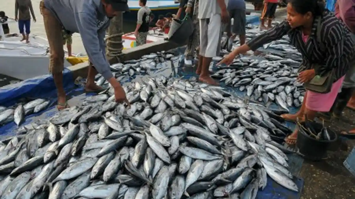 Sudah Tiga Hari Harga Ikan Kembung di Pangandaran Anjlok