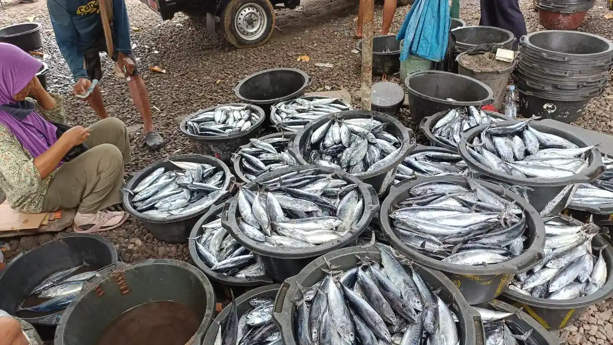 Tangkapan Nelayan Meningkat, Tapi Harga Tongkol Anjlok, Per Ekor Rp 1.000 Hingga 1.500