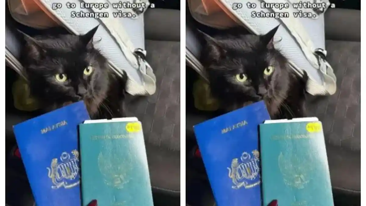 Viral!, Kucing Milik WNI di Malaysia Punya Paspor, Bahkan Bisa ke Eropa Tanpa Visa Schengen