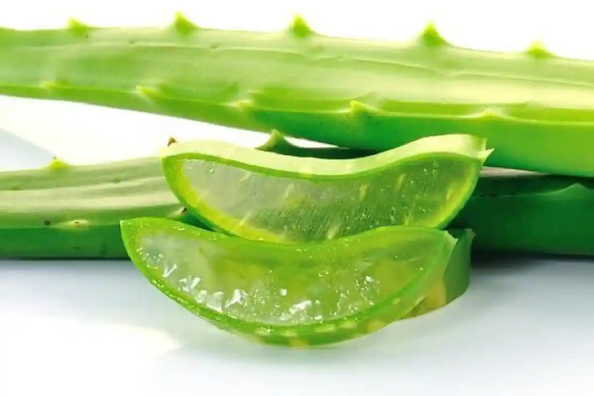 dr. Zaidul Akbar Beberkan Cara Sembuh dari Ambeien: Pakai Lidah Buaya, Rumput Laut dan Minyak Zaitun