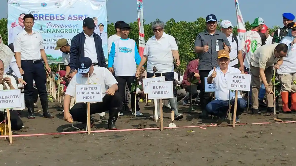 Selamatkan Bumi dari Brebes, 2045 Batang Mangrove di Tanam di Pesisir Brebes - Tribunjateng.com