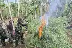 Tim-BBN-Pusat-memusnahkan-69-ton-ganja-atau-sebanyak-97000-batang-ganja-di-Desa-Teupin-Reusep.jpg