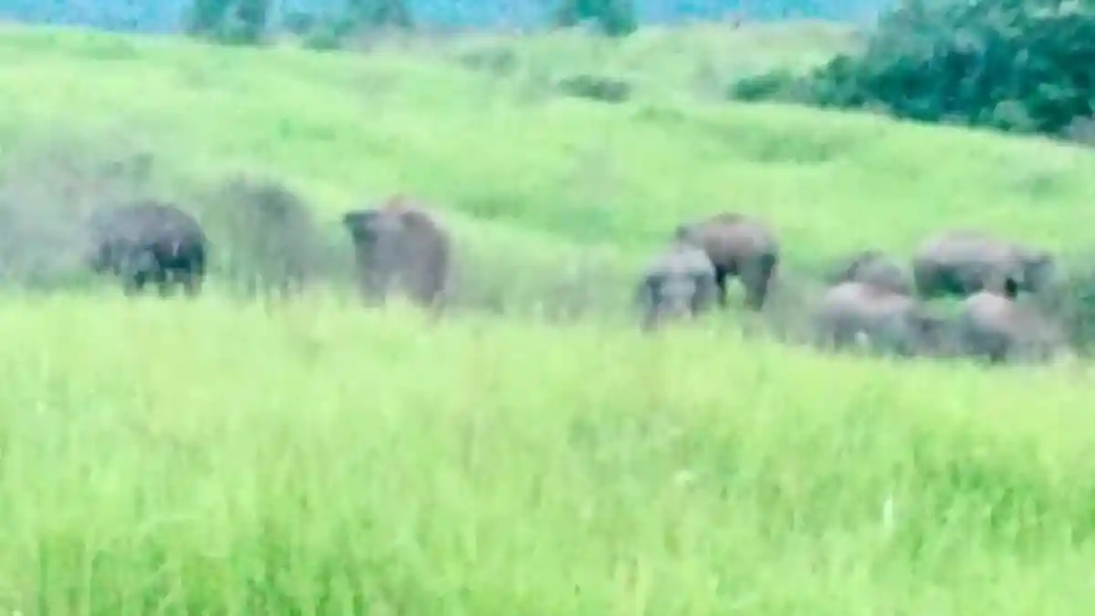 18 Gajah Liar Mendekati Pemukiman Penduduk Lampung Barat, Warga Diminta Waspada