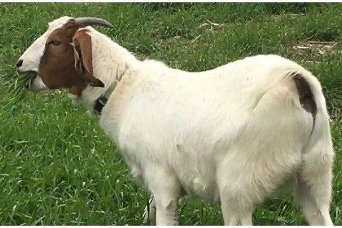 Sedang Menggerjakan Tugas, Mahasiswi Ini Memarahi Kambing yang Mengganggunya, Simak Videonya