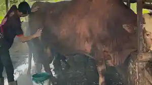 Sapi-kurban-324werw543.jpg