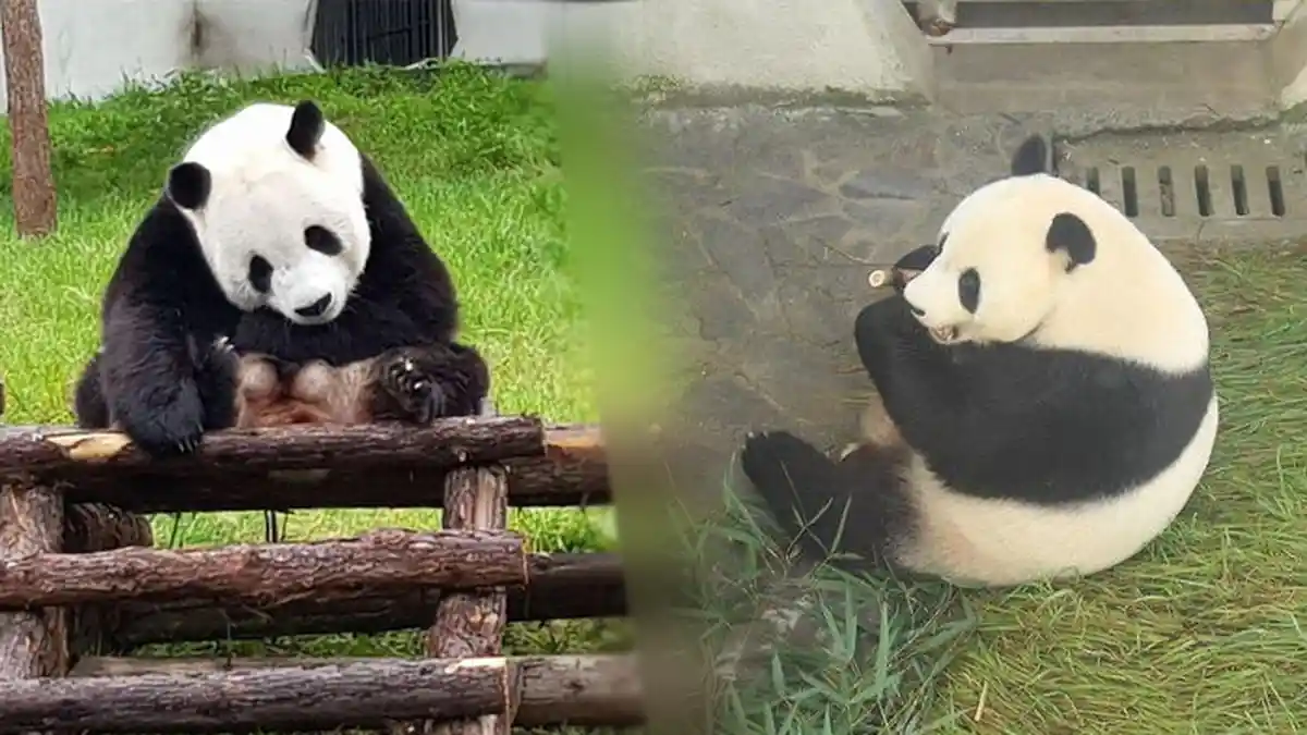Pengunjung yang Ingin Lihat Panda Di TSI Diminta Bersabar, Harus Jalani Ini Dulu Sebelum Dipamerkan