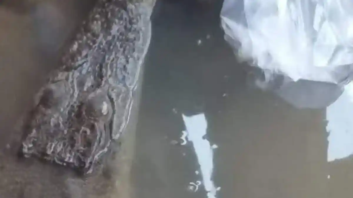 Buaya 2,5 Sering Muncul di Sungai Musi, Warga Khawatir