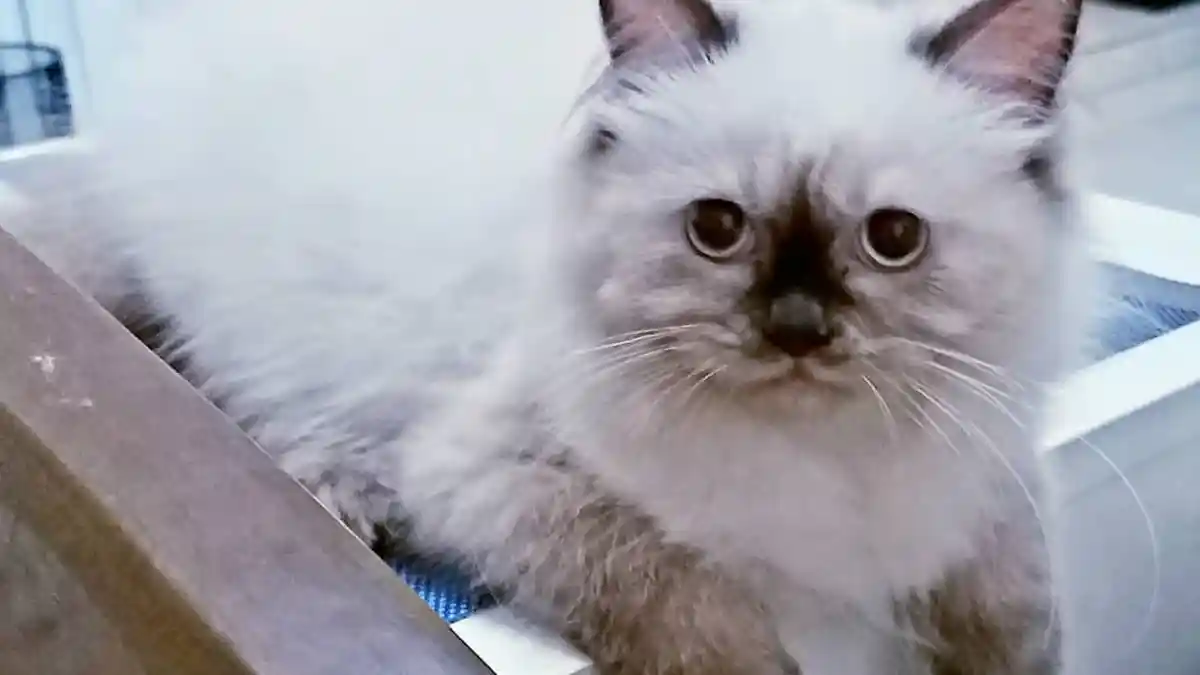Arti Mimpi Dikejar Kucing Simbol Kewaspadaan hngga Perasaan Bersalah