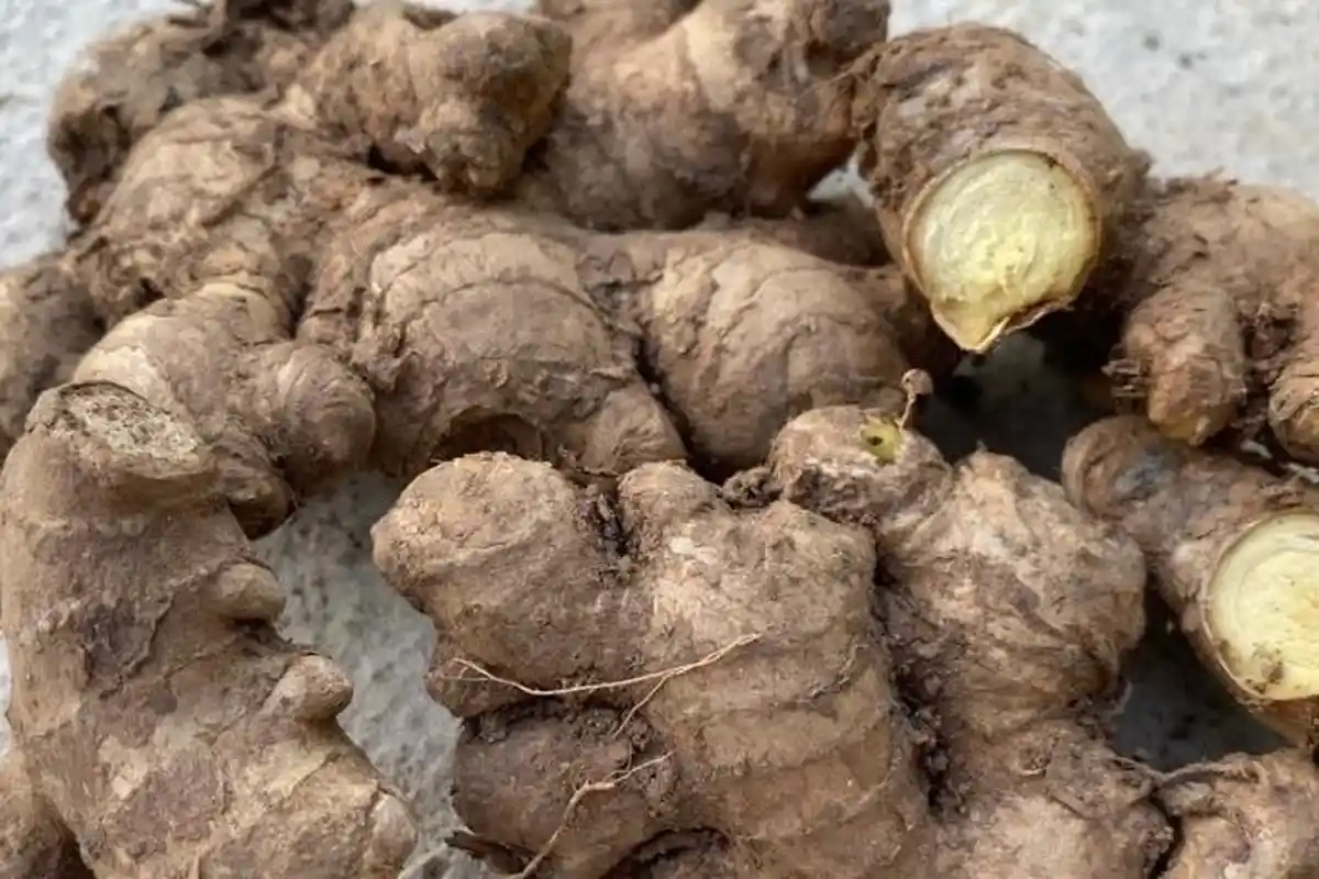 Jangan Konsumsi Jahe Berlebihan Meskipun Punya Khasiat untuk Kesehatan, Ini Penjelasannya