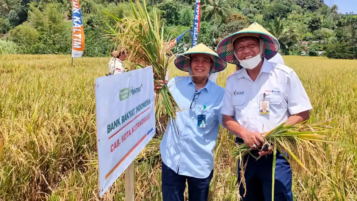 10 Hektar Lahan Padi Program Makmur Agro-Solution di Kabupaten Bolmong Lakukan Panen Raya