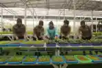 Melihat Green House Hidroponik dan Bioflok SPPG Polri Palmerah