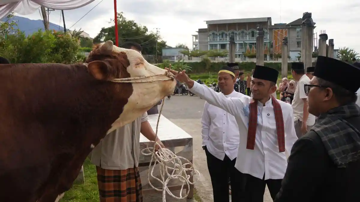 Si Manja Berat 1 Ton Lebih, Sapi Kurban Presiden Prabowo Disembelih di Padang Panjang