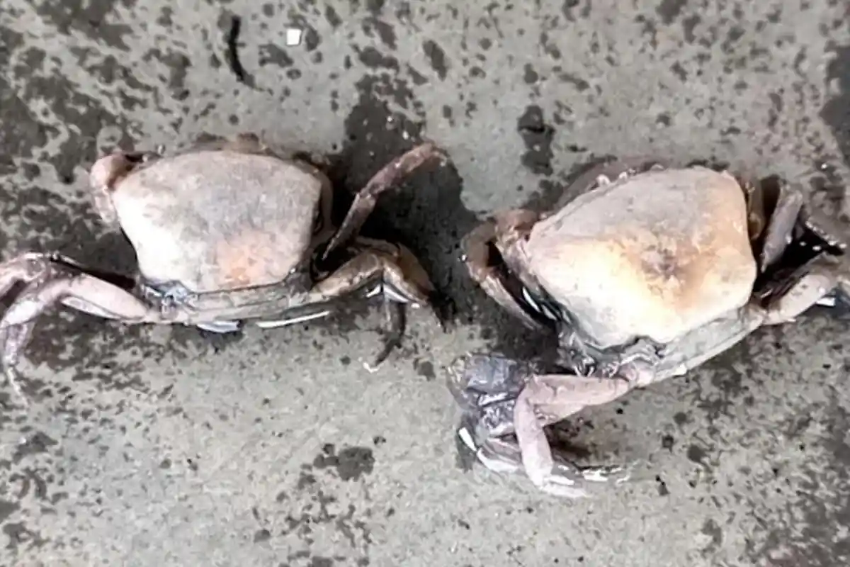 Hewan-hewan Air Mati, Banjir di Desa Sidorejo Diduga Mengandung Limbah Berbahaya