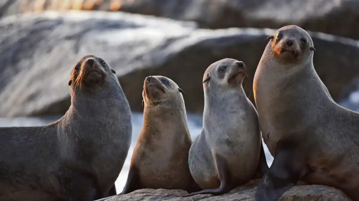 Arti Mimpi Anjing Laut, Punya Kaitan dengan Emosi, Ini Tafsirannya