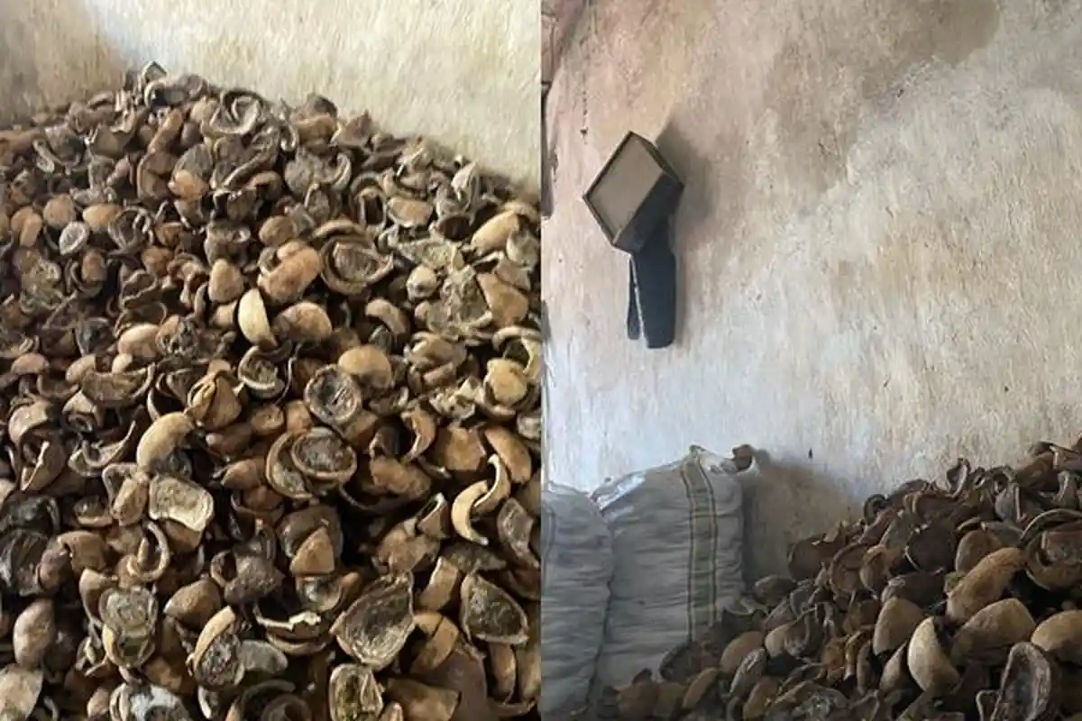 Info Harga Kopra di Kota Manado Sulawesi Utara Hari Ini Kamis 13 November 2025, Harganya Naik Tipis